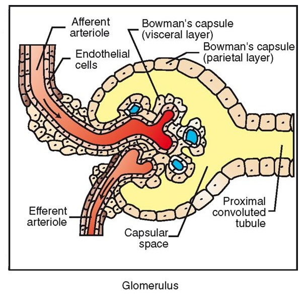 <p>Renal Corpuscle </p>