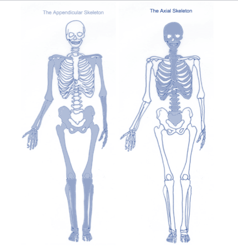 <p><strong>Two Primary Regions:</strong></p><ol><li><p><strong>Appendicular Skeleton</strong></p></li></ol><ul><li><p>Limbs (upper/lower) </p></li><li><p>Limb girdles </p></li><li><p><strong>Upper: </strong>scapula, clavicle</p></li><li><p><strong>Lower:</strong> pelvis</p></li><li><p><strong>Function: </strong>Movement and locomotion</p></li></ul><p></p><ol start="2"><li><p><strong>Axial Skeleton (CORE)</strong></p></li></ol><ul><li><p>Skull, vertebral column, rib cage</p></li></ul><ul><li><p><strong>Function:</strong> Support and protection</p></li></ul><p></p>