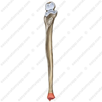 <p>name this bone or bone marking</p>
