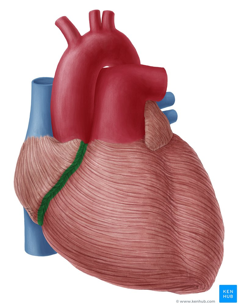 <p>What is the <strong>coronary sulcus</strong> (atrioventricular groove)?</p>