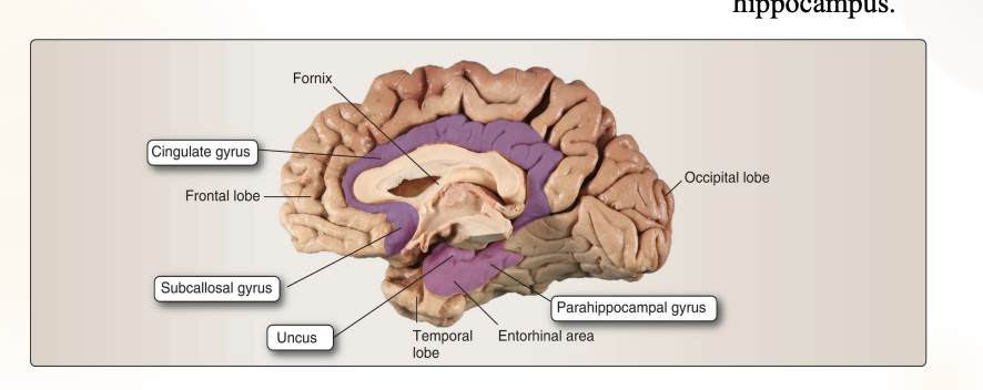 <ul><li><p><strong>2 cortical structure</strong> </p><ul><li><p>Cingulate gyrus</p></li><li><p>Parahippocampal gyrus</p></li></ul></li><li><p>These are interconnected by a subcortical fiber bundle called the <strong>cingulum&nbsp;</strong></p></li></ul><p></p>