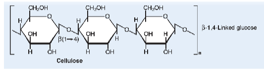 <ul><li><p>most abundant organic</p></li><li><p><span style="color: rgb(255, 255, 255);"><span>Unbranched chains of glucose units are</span></span><span style="color: rgb(255, 255, 255);"><br></span><span style="color: rgb(255, 255, 255);"><span>joined by β(1→4) linkages with many</span></span><span style="color: rgb(255, 255, 255);"><br></span><span style="color: rgb(255, 255, 255);"><span>hydrogen bonds</span></span></p></li></ul><p></p>