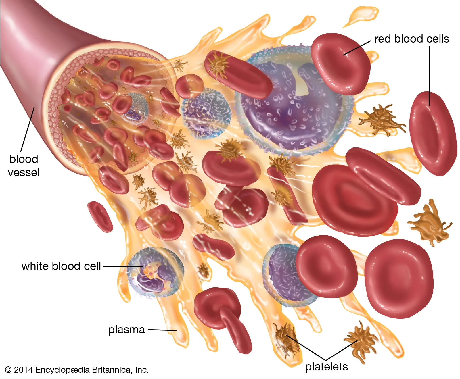<p>Erythrocyte</p>