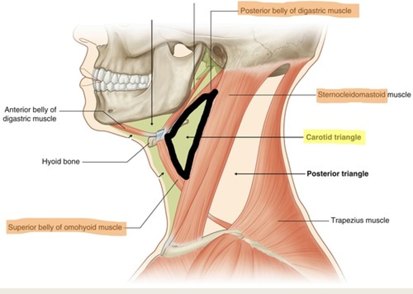 <p>What is shown on the image?</p>