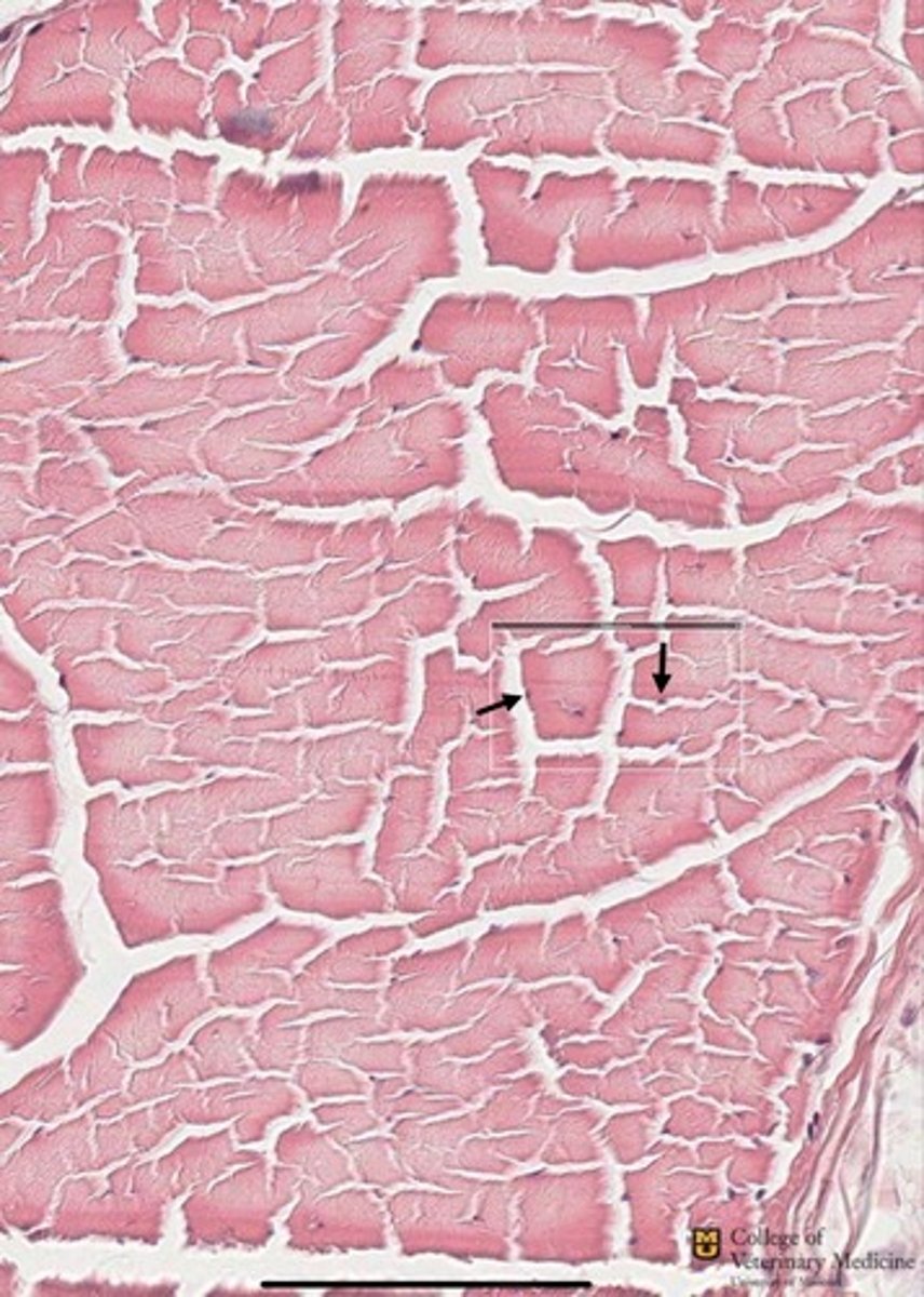<p>What tissue type is depicted as a whole?</p>