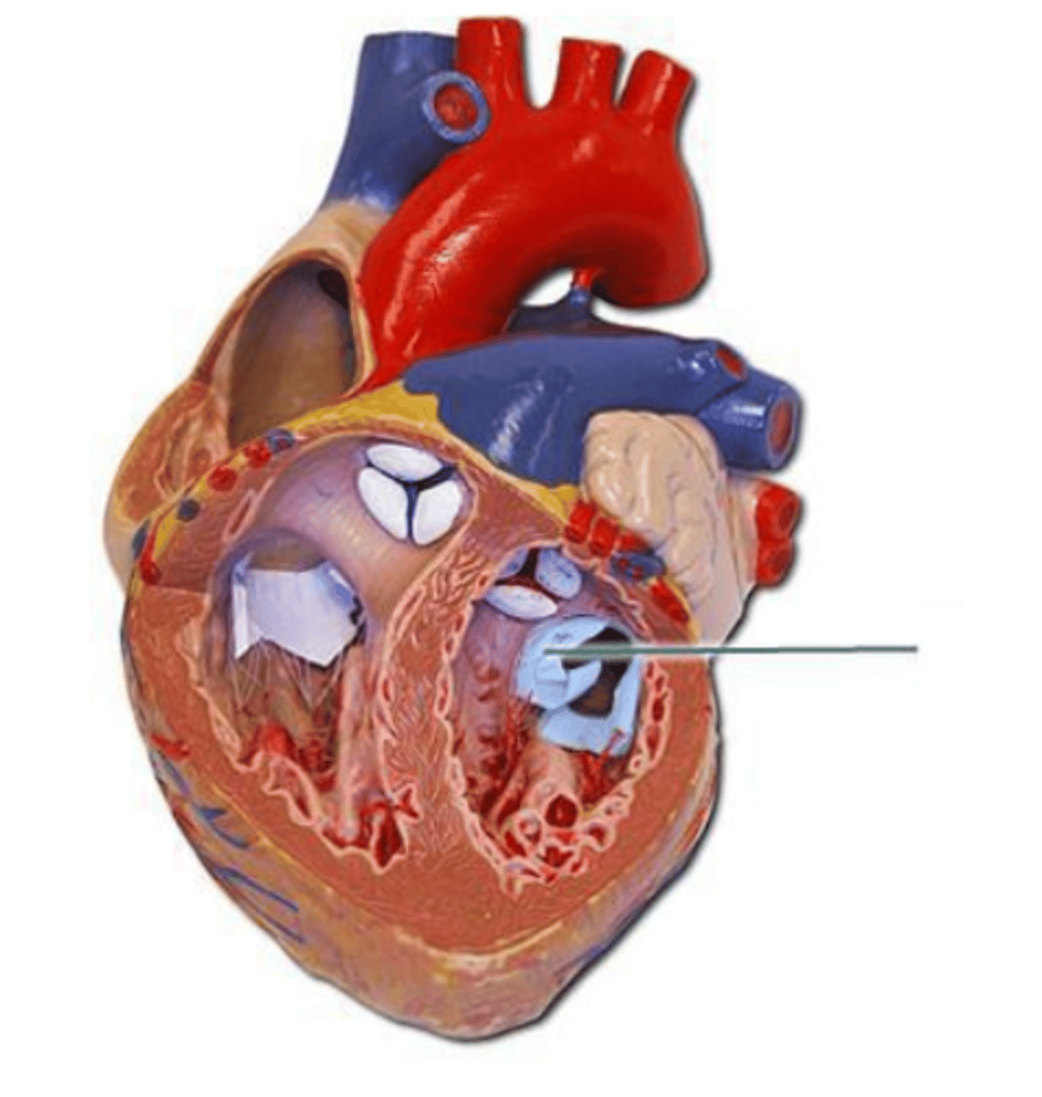 <p>ventricular systole</p>