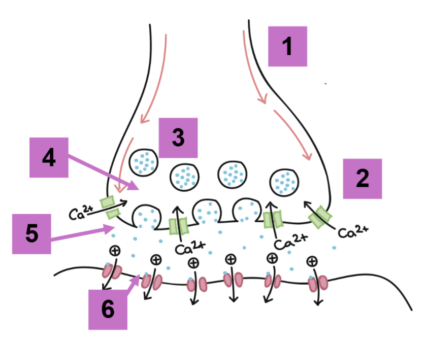 <p>Neurotransmitters are released into the synapse</p>