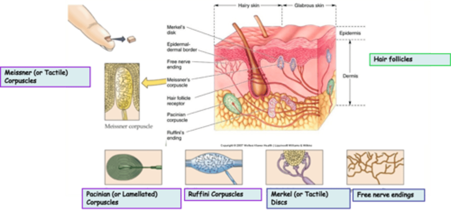 <p>Where are Pacinian (or Lamellated) Corpuscles located?</p>
