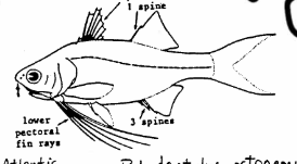 <p>Polydactylus octonemus</p>
