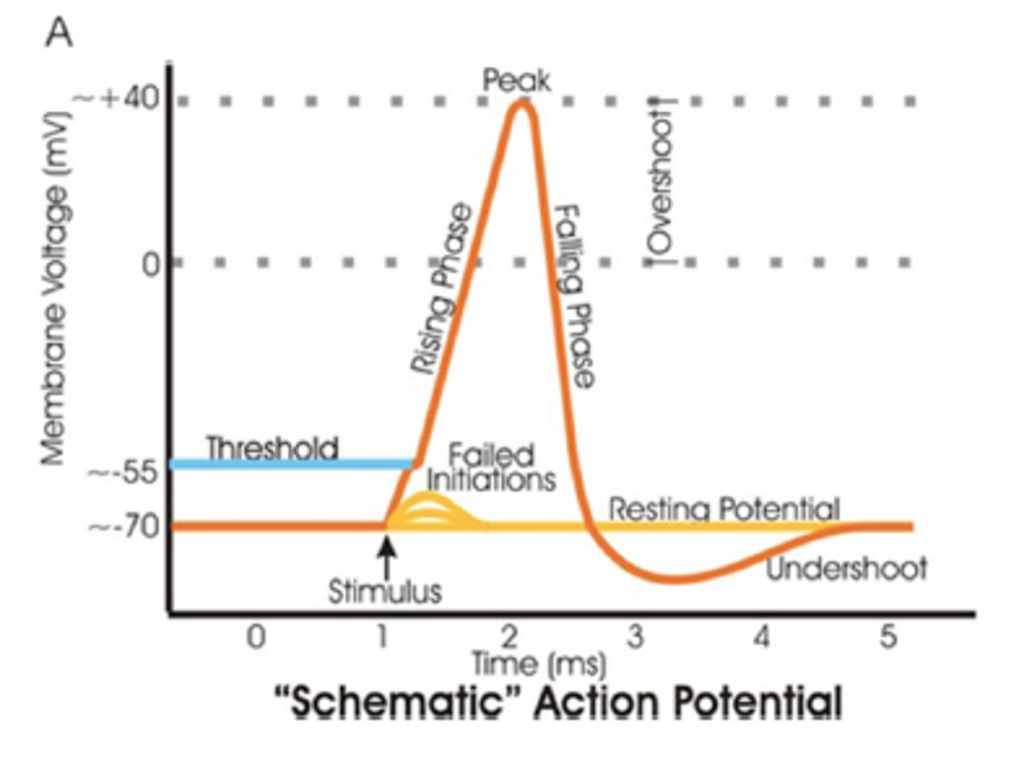 <p>Potassium (K⁺) flows out of the neuron, making the inside negative again.</p>