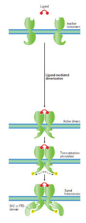 dimer joins the two tyrosine kinase proteins