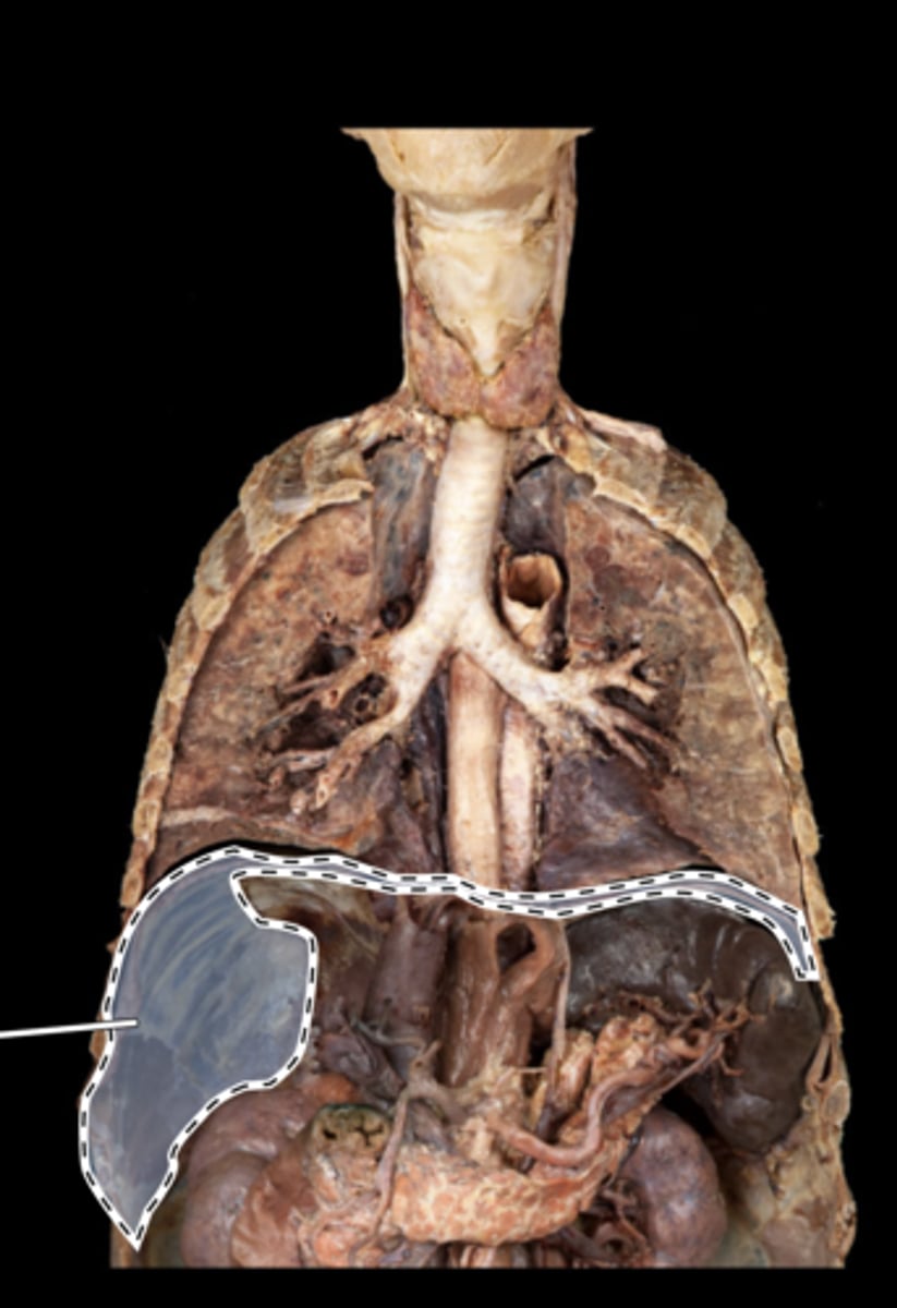 <p>muscle</p>