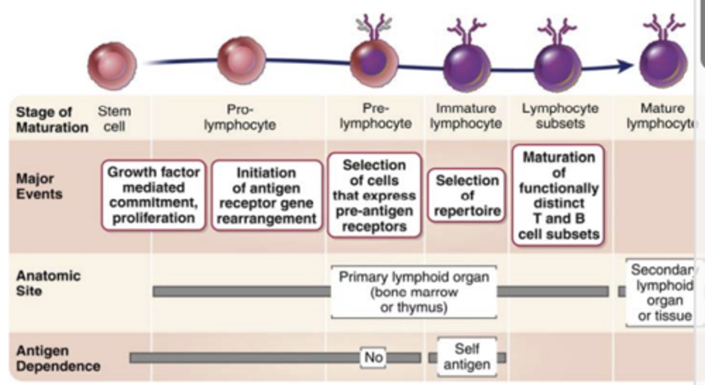 <p>a series of events that occur in the <strong><span class="bgB">primary lymphoid organs</span></strong> </p>