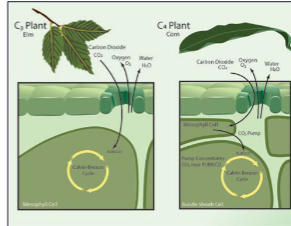 <ul><li><p>more carbon - 12 in soil (negative &amp;<sup>13</sup>C</p><ul><li><p>more C3 plants (=”forest”)</p></li></ul></li><li><p>more carbon - 13 in soils (close to zero &amp;<sup>13</sup>C)</p><ul><li><p>more C4 plants of C4 animals (grassland)</p></li></ul></li></ul><p></p>