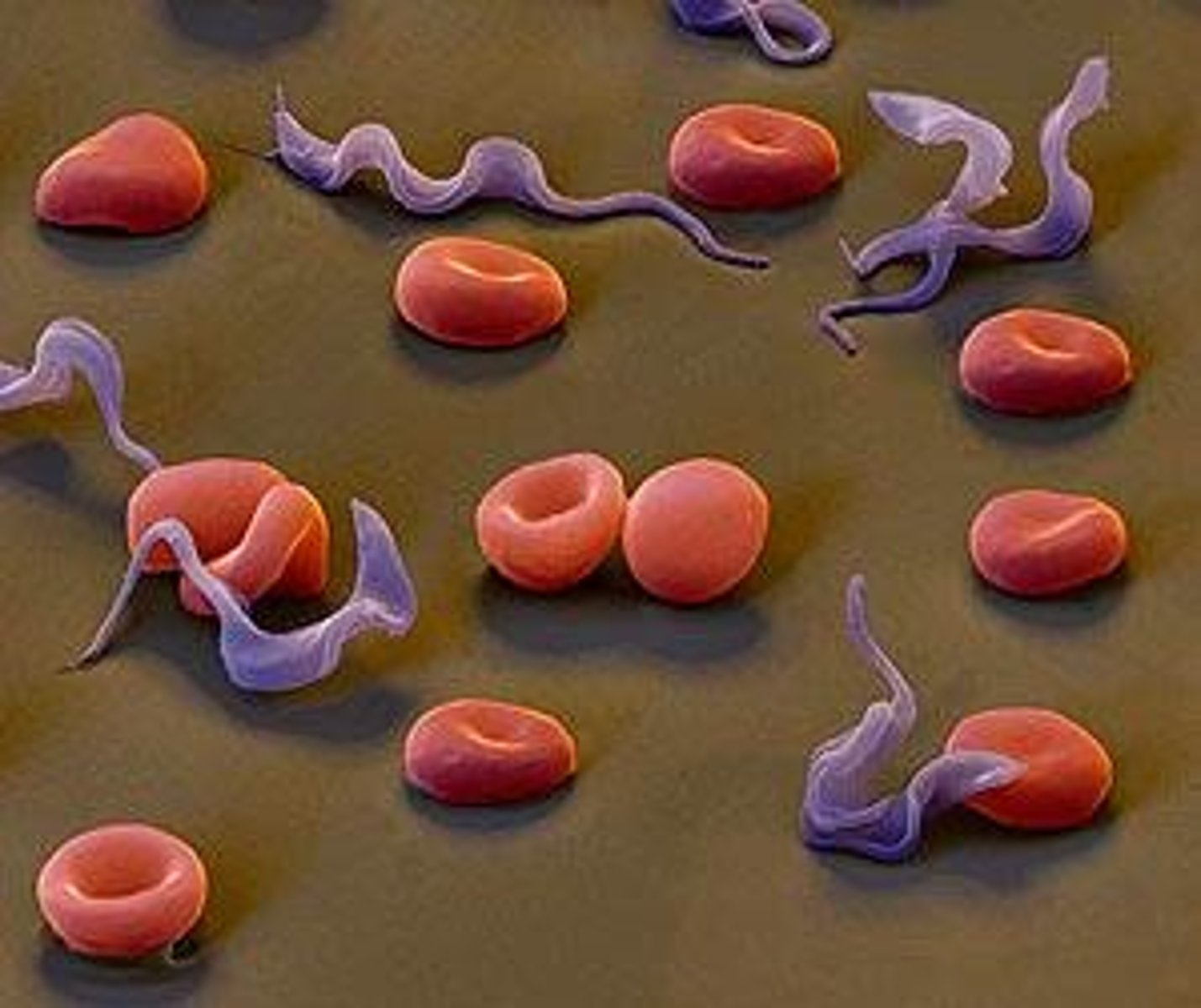 <p>By long-term infection and telomeric regulation of Variant Surface Glycoprotein (VSG) expression.</p>