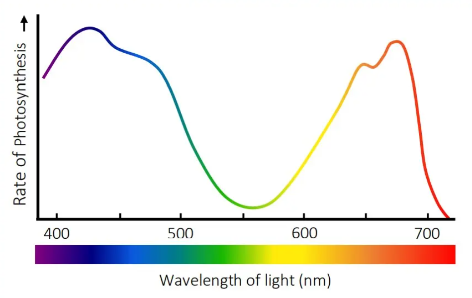 <p>what graph is this?</p>