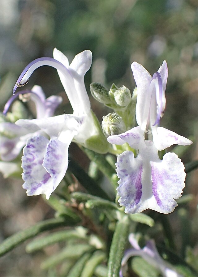 <p>lamiacées</p>