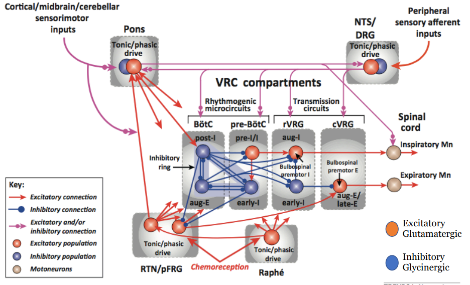 <p>The respiratory neural network is organized into distinct rhythmic centers, including the Pre-Bötzinger Complex, the Bötzinger Complex, and the Pons, which coordinate and modulate the rhythmic pattern of breathing through complex interactions. </p>