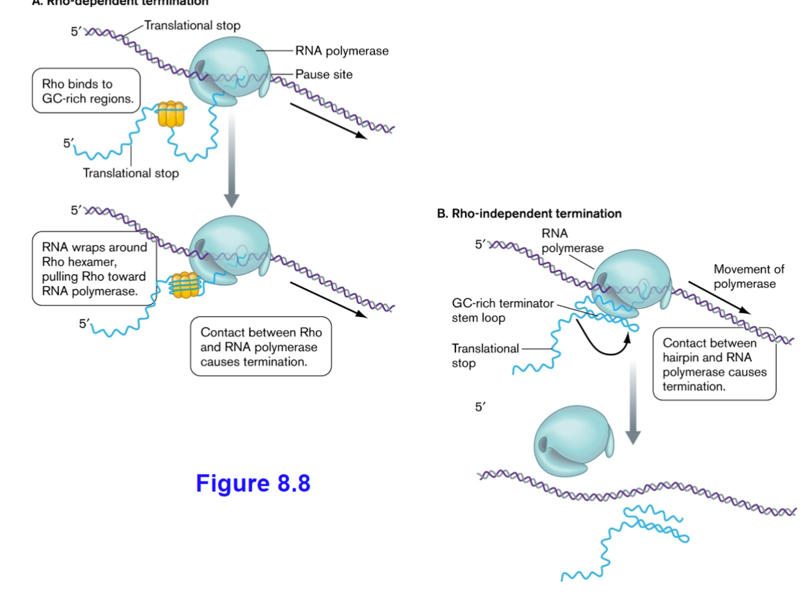 <p>Termination of transcription in bacteria can be rho-dependent or rho-independent. Rho-dependent termination relies on a protein called Rho, which binds to the mRNA and causes the RNA polymerase to detach from the DNA template. </p><p>Rho-independent termination, on the other hand, occurs when a specific DNA sequence forms a hairpin loop followed by a string of uracil bases in the mRNA. This structure causes the RNA polymerase to pause and eventually dissociate from the DNA.</p>