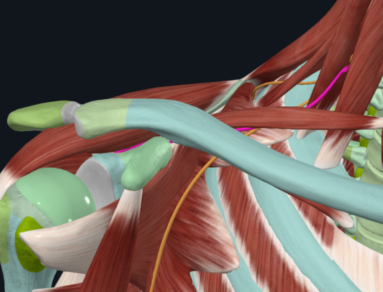 <p>What nerve is this</p>