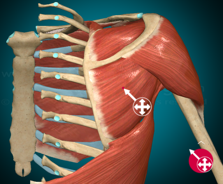 <p>What is this muscle and where is it found?</p>