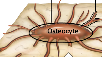 <p>The osteocyte cell body is housed in small open spaces called </p>