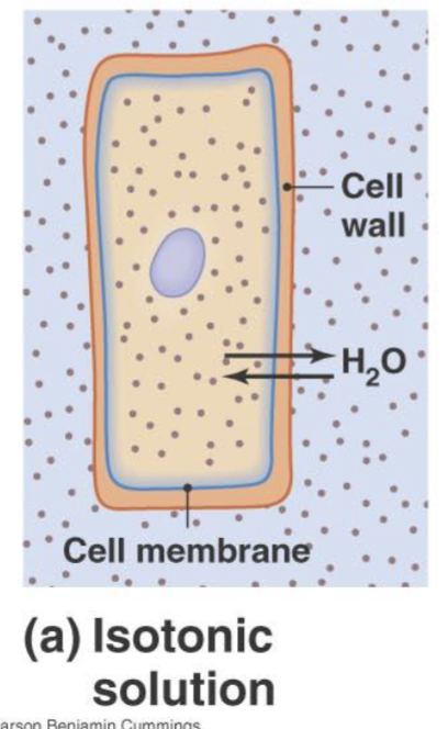 <ul><li><p>Inside and Outside the cell has the same concentration of solutes</p></li><li><p>No Overall Change</p></li></ul><p></p>