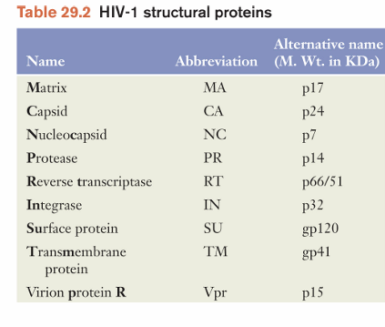 <ul><li><p>three capsid proteins</p><ul><li><p>matrix (MA)</p></li><li><p>capsid (CA)</p></li><li><p>nucleocapsid (NC)</p></li></ul></li><li><p>Three enzymes</p><ul><li><p>protease (PR)</p></li><li><p>reverse transcriptase (RT)</p></li><li><p>integrase (IN)</p><p></p></li></ul></li><li><p>Two envelope proteins</p><ul><li><p>surface (SU)</p></li><li><p>transmembrane (TM)</p></li></ul></li><li><p>Five regulatory proteins (6 non-structural)</p><ul><li><p>Vif (viral infectivity factor) </p></li><li><p>Vpu (virion protein unique to HIV-1)</p></li><li><p>Tat (transactivator of transcription)</p></li><li><p>Rev (regulator of expression of virion proteins)</p></li><li><p>Nef (negative effector) </p></li><li><p>Vpr (virion protein R)</p></li></ul></li></ul><p></p>