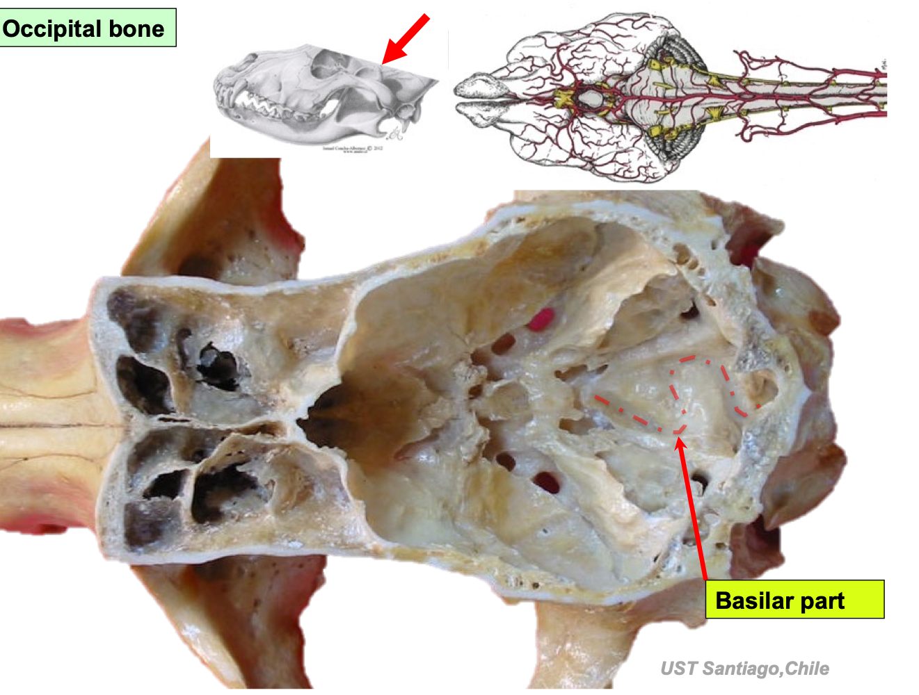 knowt flashcard image