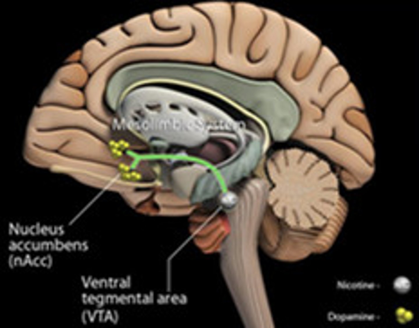 <p>release of dopamine @ nucleus accumbens</p>