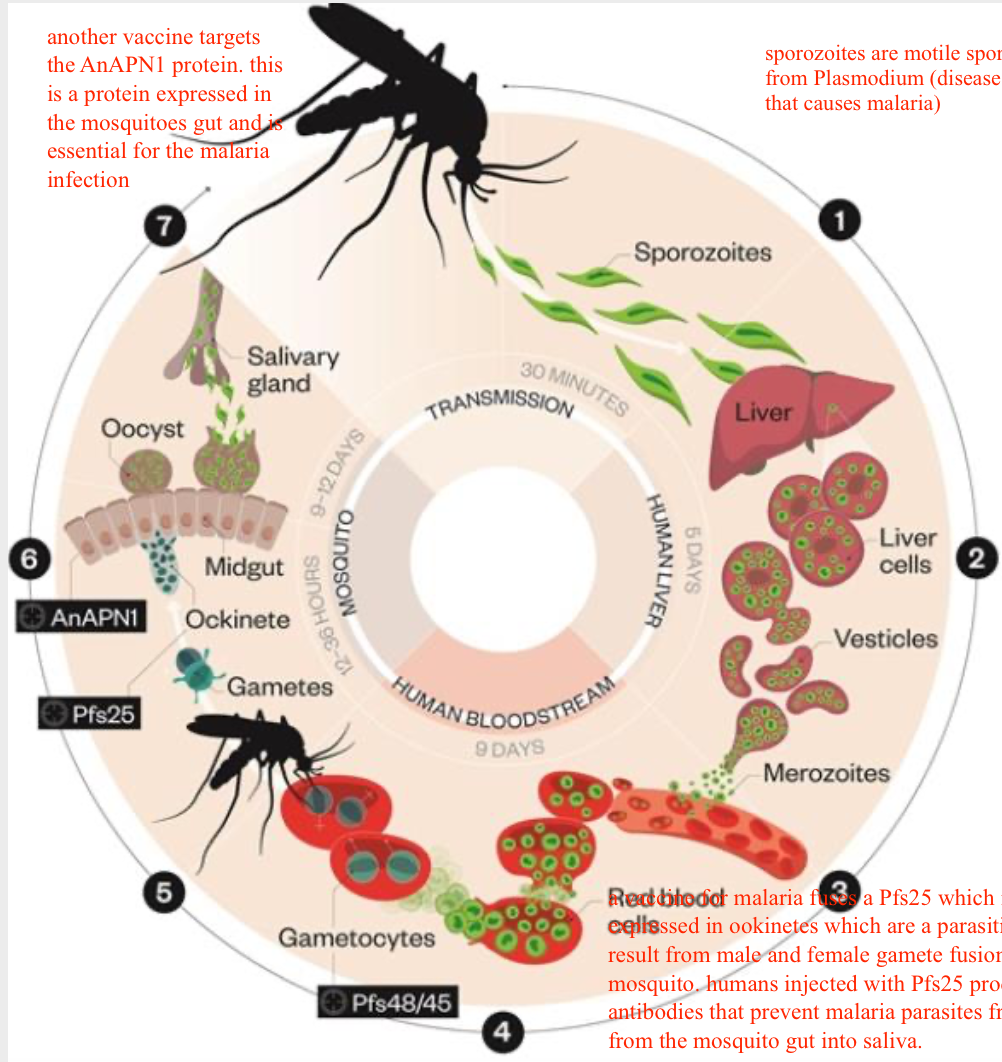 1. Anopheles mosquito releases sporozoites. Sporozoites are motile spores from Plasmodium (disease that causes malaria)
2. Sporozoites reach the liver and divide into invasive merozoites. Sporozoites reach the liver in 30 minutes.
3. Merzoites leave the liver and infect RBCs
4. Merozoites can differentiate into male and female gametocytes. they divide asexually inside RBCs until the cell bursts
5. Gametocytes are taken up by a biting mosquito. Male gametes fertilize female gametes which develop into ookinetes
6. Oocysts rupture releasing sporozoites that migrate into mosquito's salivary glands which causes reinfection