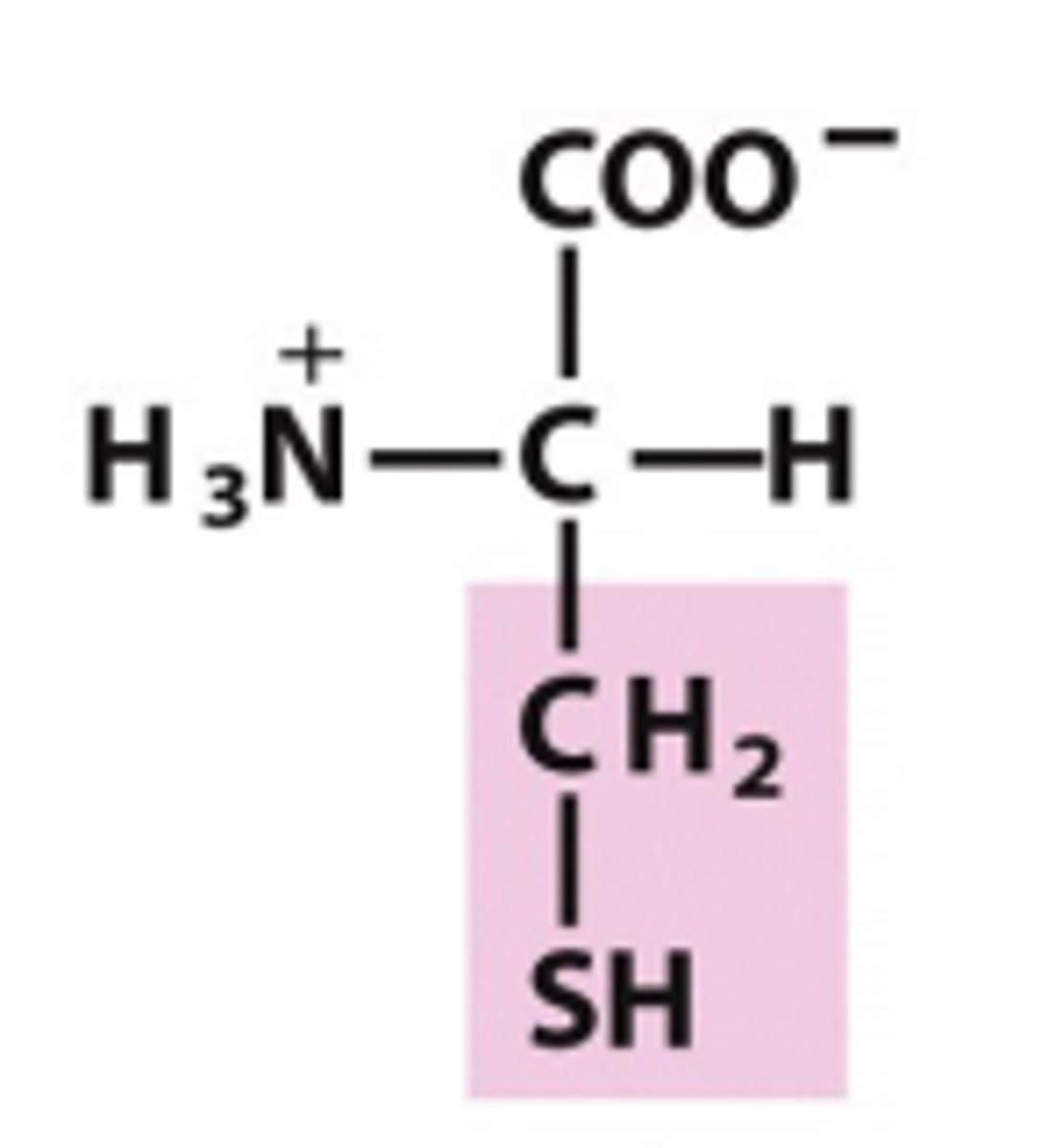 <p>Which amino acid is this?</p>