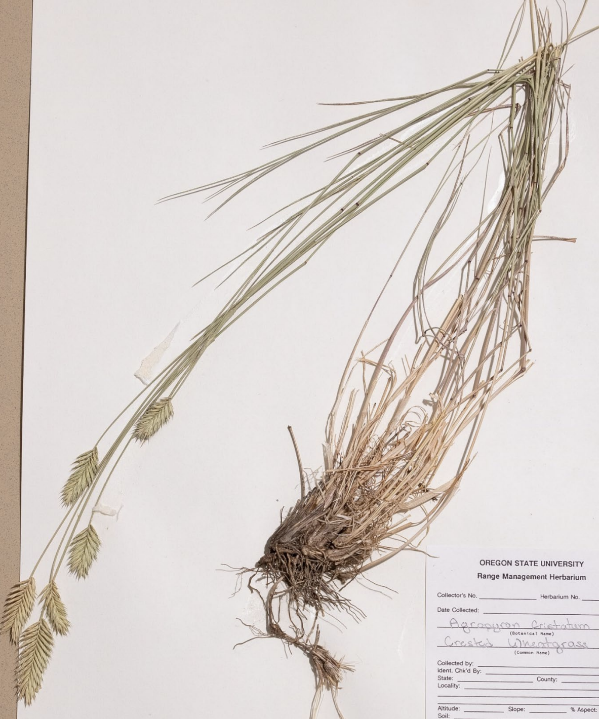 <p>What is this plant’s scientific name?</p>