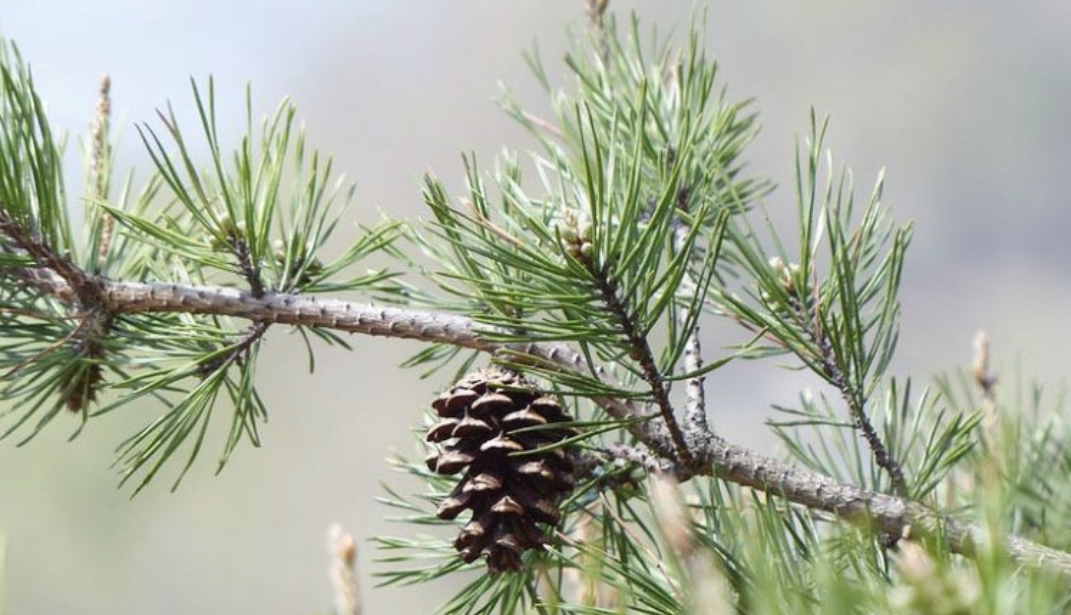 <p><em>Pinus virginiana</em></p><p>Pinaceae</p>