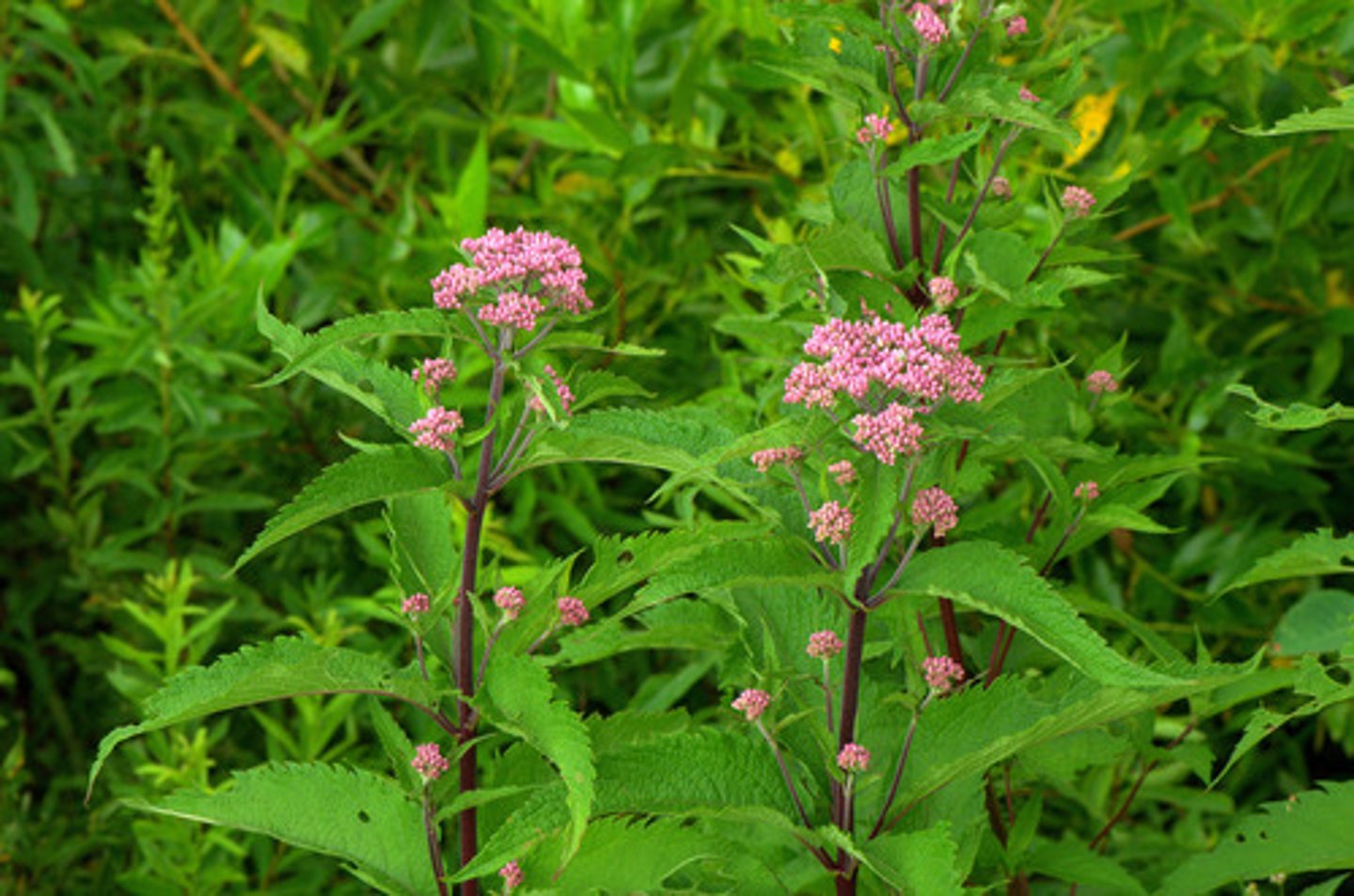 <p>Spotted Joe pye weed</p>