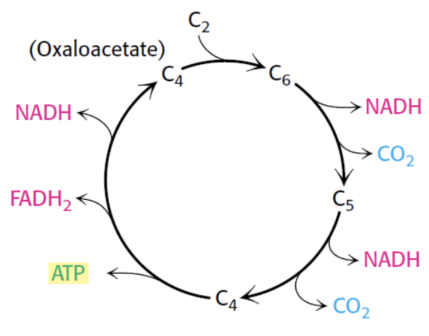 <ul><li><p>CAC includes a series of oxidation-reduction reactions→ oxidation of an acetyl group (2 C) to two molecules of CO<sub>2</sub> (2 C total)</p></li><li><p>2 carbons enter→ 2 oxidized carbons leave (plus high-energy electrons and an ATP equivalent)</p></li></ul><p></p>