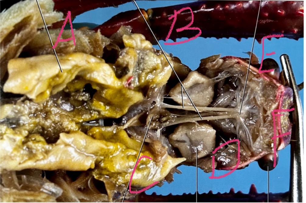 <p>A and function </p>