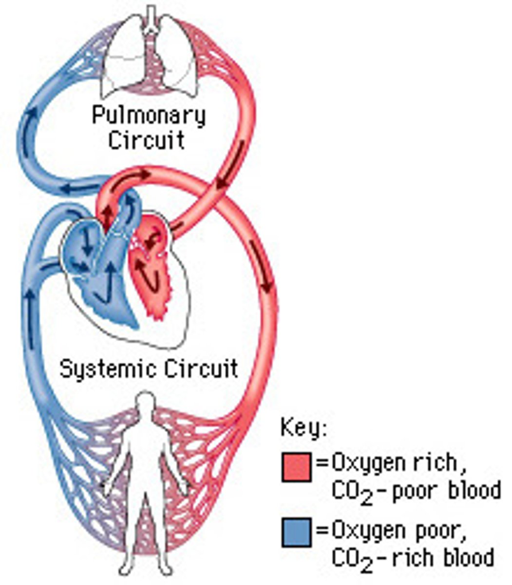 <p>Systematic- carries blood from the muscular left ventricle of the heart to the aorta.</p><p>Pulmonary- carries blood from the heart to the lungs and back to the heart. Arteries have less oxygen than the veins.</p>