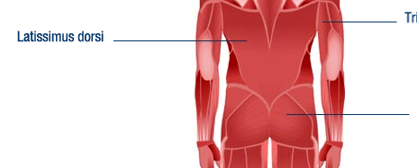 <p>The latissimus dorsi is a large muscle located in the back.</p>