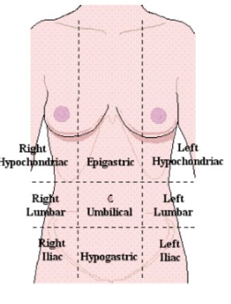 <p>→ GLASS  </p><p>RUQ- GL (gaulbladder, liver)</p><p>RLQ- A (appendix)</p><p>LUQ- BIG S LITTLE S (stomach, splene)</p><p>LLQ- BIG S (stomach)</p>