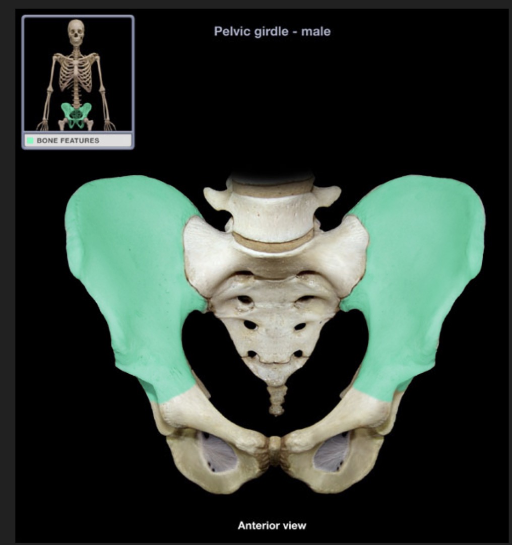 <p><span style="font-family: Arial, sans-serif; color: rgb(45, 59, 69)">superior flattened portion of the hip bone</span></p>