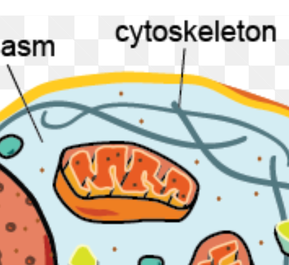 <p>Network of protein fibers supporting cell shape and anchoring organelles can stretch and contract to move cell parts as needed</p>