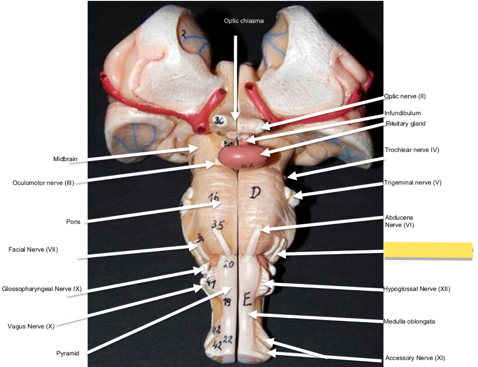 <p>Name this cranial nerve&nbsp;</p>