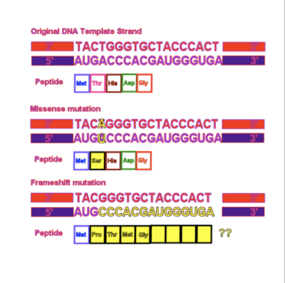 <p><span>(caused by insertion or deletion)</span></p><ul><li><p><span>They shift the reading frame of the genetic message. They have a greater effect because they can change every amino acid that follows the mutation.</span></p></li><li><p><span>Are mutations in which bases are inserted or removed from the DNA sequence.</span></p></li></ul><p></p>