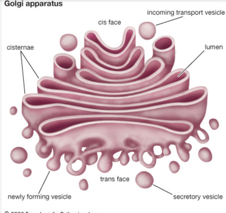 <ul><li><p>a series of “flattened sacks”</p></li><li><p>function:</p><ul><li><p>further modification of proteins for exocytosis</p><ul><li><p>proteins are received via vesicles on the <em>CIS FACE</em> </p></li><li><p>protein is taken up via golgi cisternae and modified</p></li><li><p>packaged into vesicle and shipped out via <em>TRANS FACE</em> </p></li></ul></li></ul></li></ul><p>motor proteins help vesicles move between “sacks”</p>