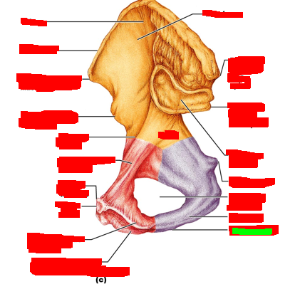 term image