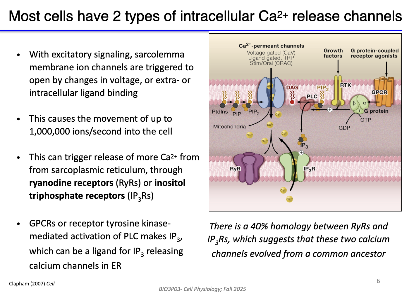 <ul><li><p><strong>Two main types of Ca²⁺ release channels:</strong></p><ol><li><p><strong>Ryanodine receptors (RyRs)</strong> – primarily in sarcoplasmic reticulum (muscle cells).</p></li><li><p><strong>IP3 receptors (IP3Rs)</strong> – found in SR (muscle) and ER (non-muscle cells).</p></li></ol></li><li><p><strong>Activation mechanisms:</strong></p><ul><li><p><strong>RyRs:</strong> triggered by voltage changes or Ca²⁺-induced Ca²⁺ release (CICR).</p></li><li><p><strong>IP3Rs:</strong> activated by <strong>IP3</strong>, produced via <strong>Gq protein → PLC → PIP2 → DAG + IP3</strong>.</p></li></ul></li></ul><ul><li><p><strong>Calcium flow:</strong> IP3 can diffuse through cytosol to bind IP3Rs; DAG remains membrane-bound.</p></li><li><p><strong>Outcome:</strong> Opening of these channels rapidly increases cytosolic Ca²⁺ for contraction or signaling.</p></li></ul><p></p>