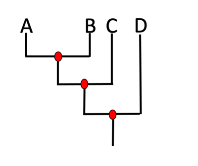 <p><span>Which lineage is sister to C?</span></p>