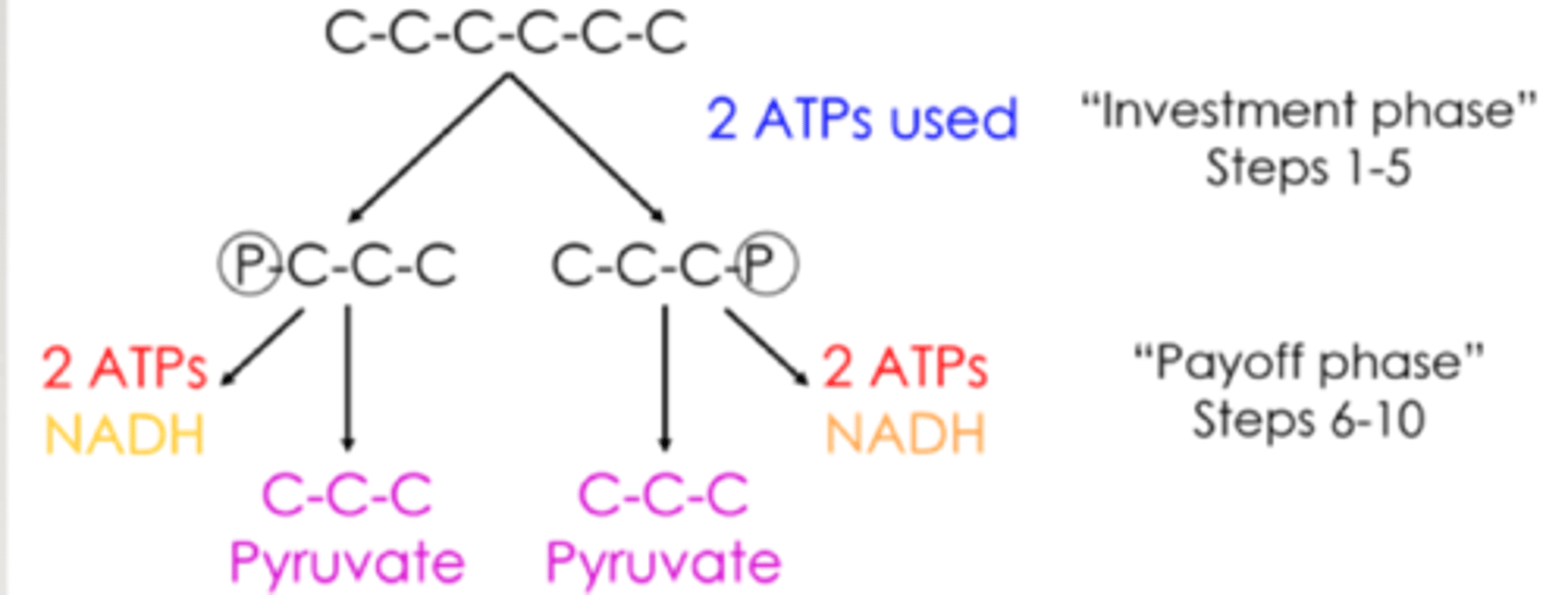 <p>uses 2 ATP to split glucose into two molecules</p>