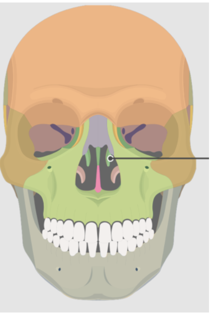<p><span>Name the structure indicated by the line.</span></p>